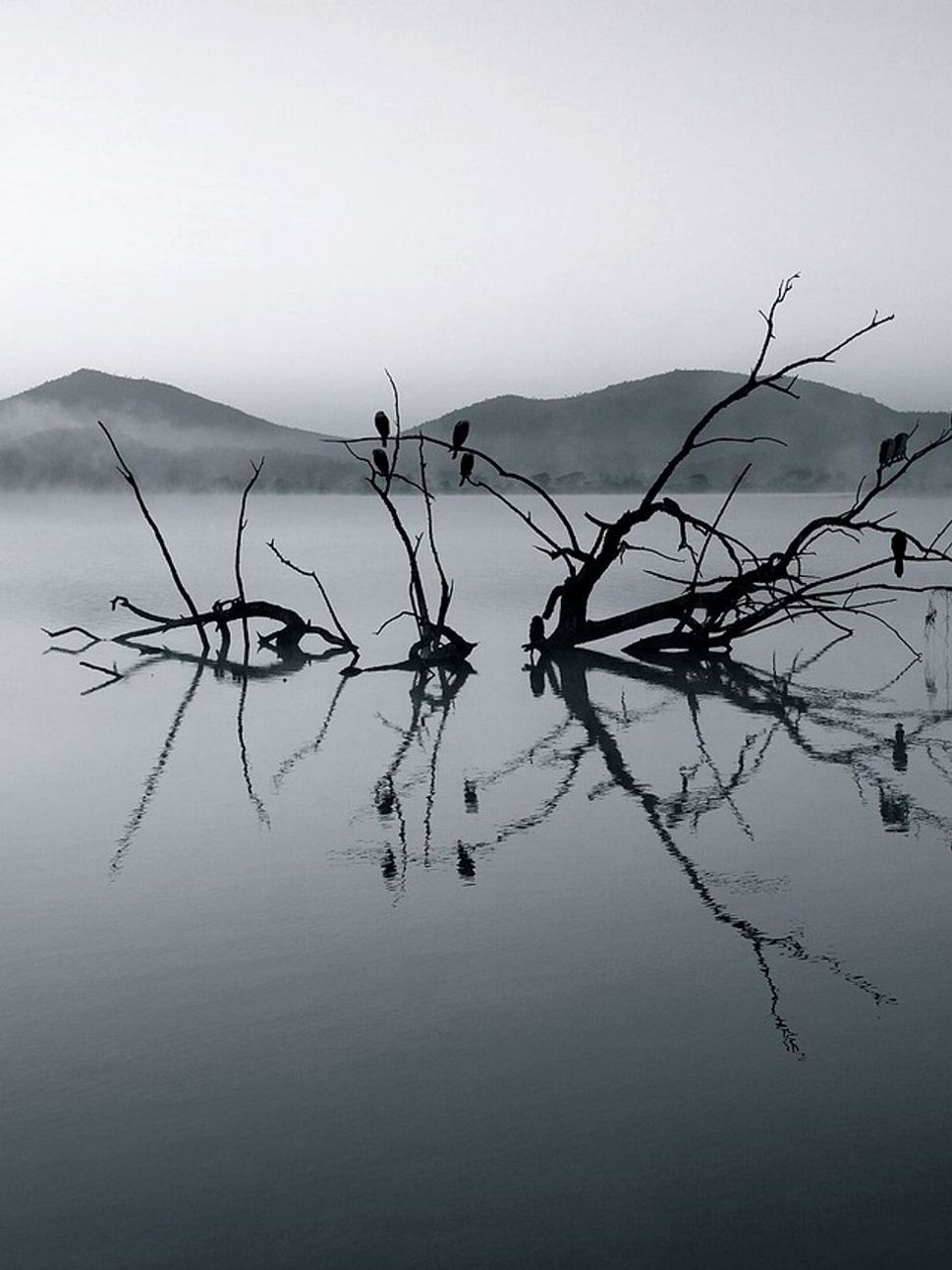 ሣር የማጥመድ
